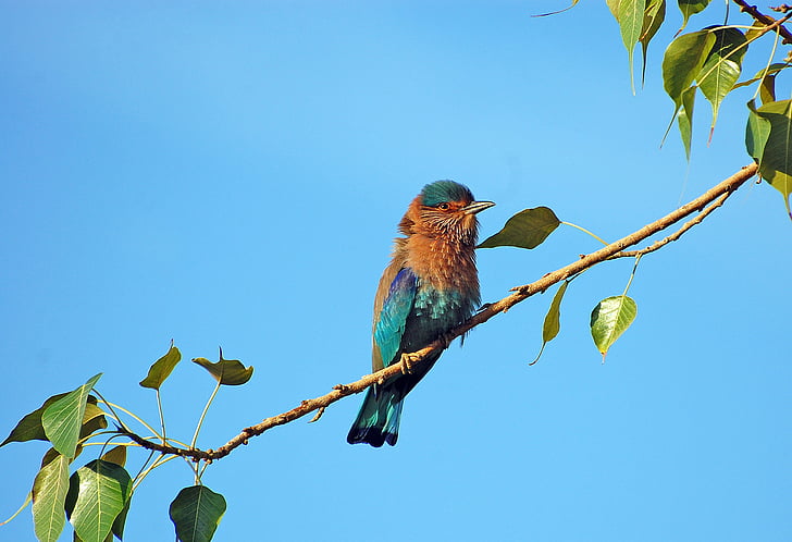 bird, color, nature, animal, green, blue, branch