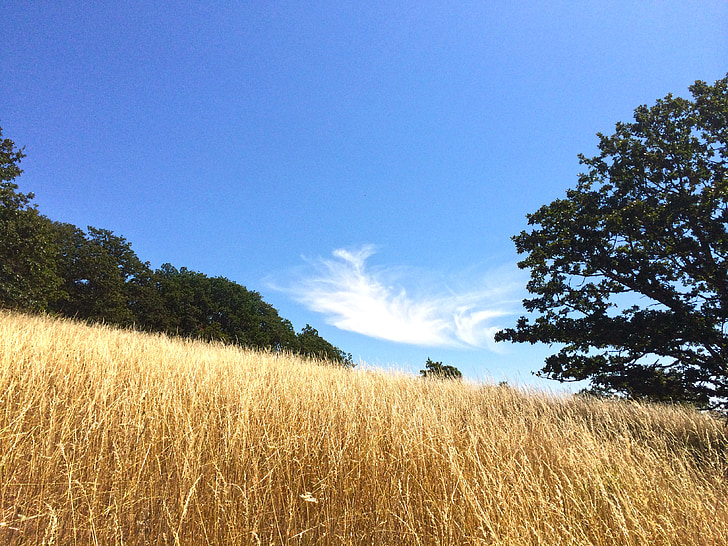 meadow, field, cloud, grass, tree, low, blue