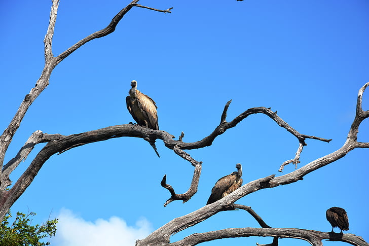 vulture, tree, national park, wildlife reserve, sky, birds