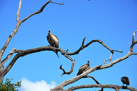 abutre, árvore, Parque Nacional, Reserva de vida selvagem, céu, aves