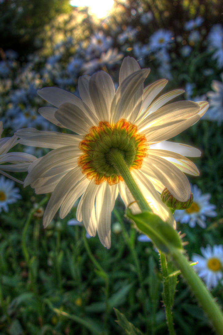 Daisy, Hoa, Sân vườn, nở hoa, Blossom, Backlit, làm vườn