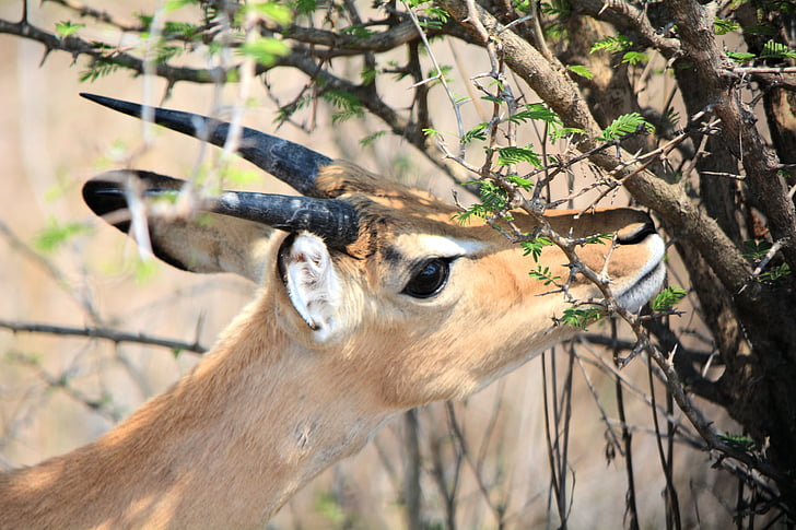 Reedbuck, Kruger park, Güney Afrika, doğa, yaban hayatı
