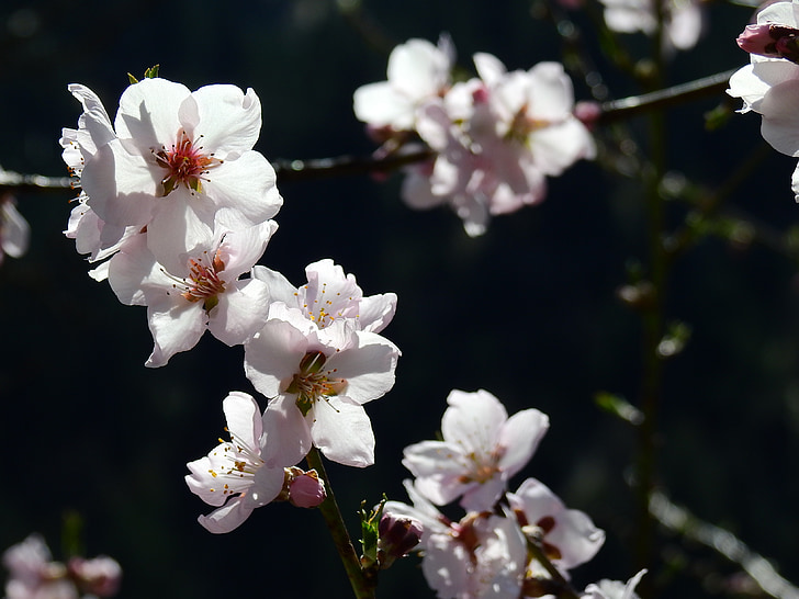 Almond kukkien, makro, kevään