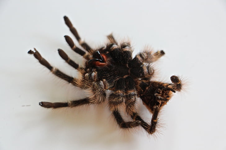 tarantula, skin, hair, nasty, fear, spider, large
