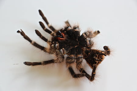 tarantula, kulit, rambut, jahat, ketakutan, laba-laba, besar