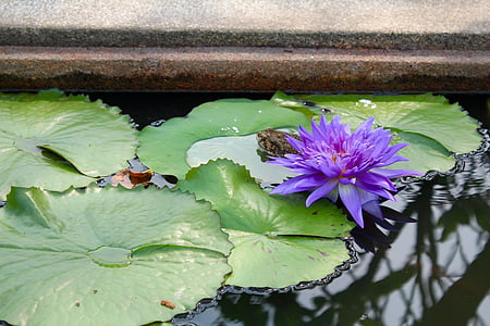 water lily, màu tím, nở rộ, Blossom, nở hoa, Ao, thực vật thủy sinh