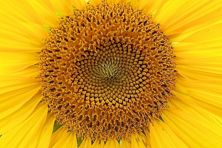 Sun flower, żółty, b, kwiat, Bloom, Latem