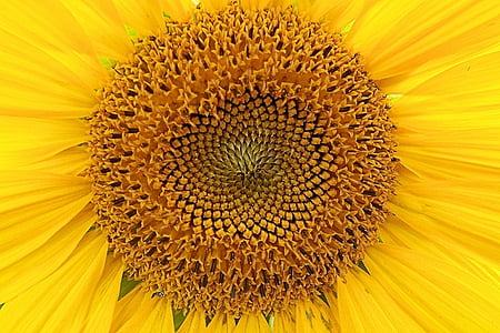 bunga matahari, kuning, b, Blossom, mekar, musim panas