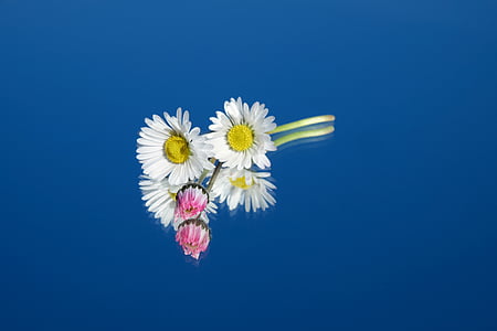 Daisy, kwiat, kwiaty, czerwony, różowy, biały, Tausendschön