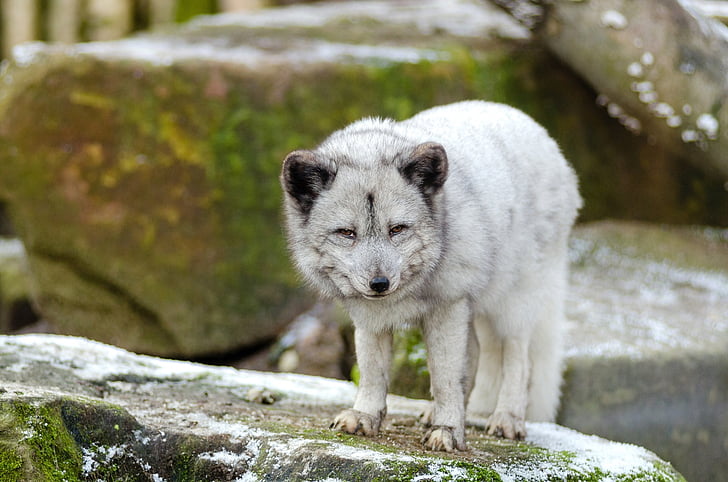 arctic fox, fur, animal, wildlife, wild, zoo, mammal