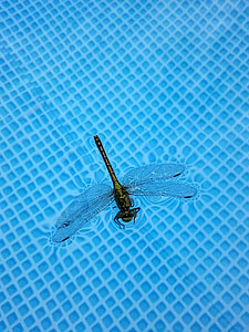 Dragonfly, hmyz, vážky, Wild, entomologie, léto, modrá
