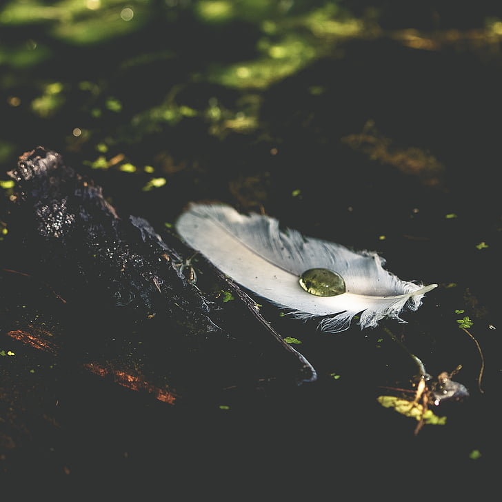 white, feather, brown, rock, nature, water, wood