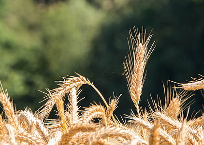 EPI, Verão, trigo, campos de trigo, paisagem, culturas, espiga de milho