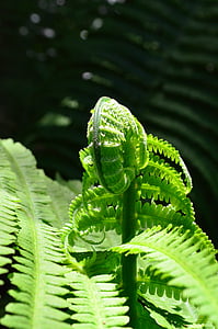 fern, leaf fern, green, nature, leaf, plant, green Color