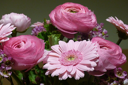 kytice, Gerbera, ranunkeln, závod, dekorativní, květiny, růžová