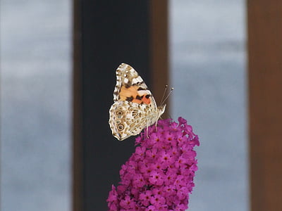 butterfly, flower, pink, turkish organ, buddleja davidii