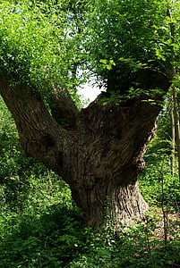 arbre, vieux, tronc d’arbre naturel, Forest, vieil arbre
