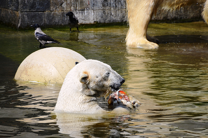 หมีขั้วโลก, ว่ายน้ำ, น้ำ, ursus maritimus, นักล่าชนิด, หมี, ursidae