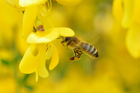 abella, va ser el més, flor, flor, abella de la mel, insecte, tancar
