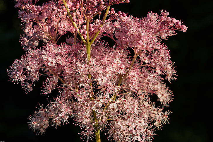 Meadowsweet, Blossom, nở hoa, Hoa, Hồng gia đình, dropwort, thực vật