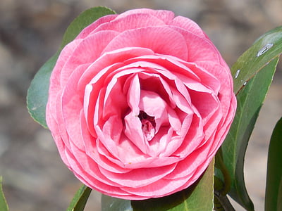 Camellia, Hoa, nở hoa, Sân vườn, cánh hoa, thực vật, mùa xuân