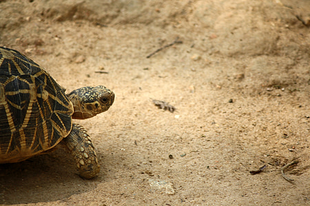 tortoise, slow, animal, wildlife, reptile, shell, nature