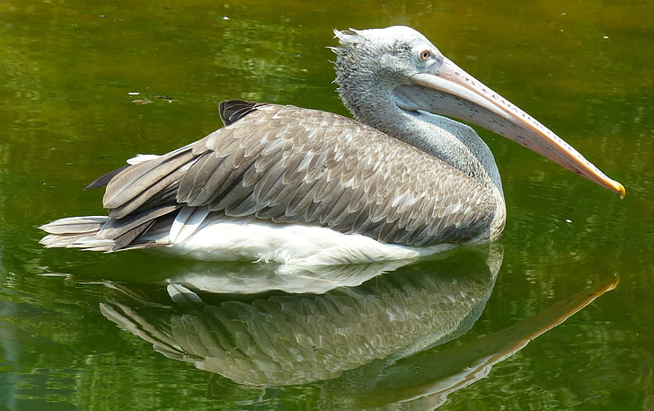 Pelican, fuglen, natur, dyreliv, hvit, Pelecanus, Lake
