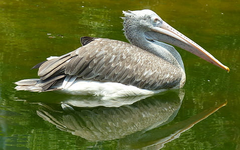 pelikāns, putns, daba, savvaļas dzīvnieki, balta, Pelecanus, ezers