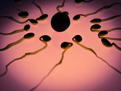 sperme, jajce, oploditev, spolni celici, zmagovalec, konkurence, cum
