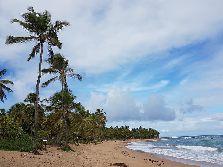 plage, paysage, nature, Mar, arbres de noix de coco, Brésil, Bahia