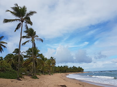 пляж, краєвид, Природа, Мар, кокосових пальм, Бразилія, Баїя