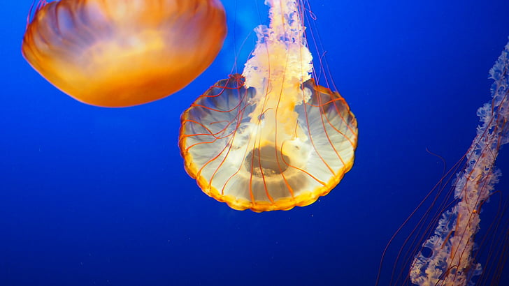 meduze, apa, subacvatice, animale, ocean, marină, mare
