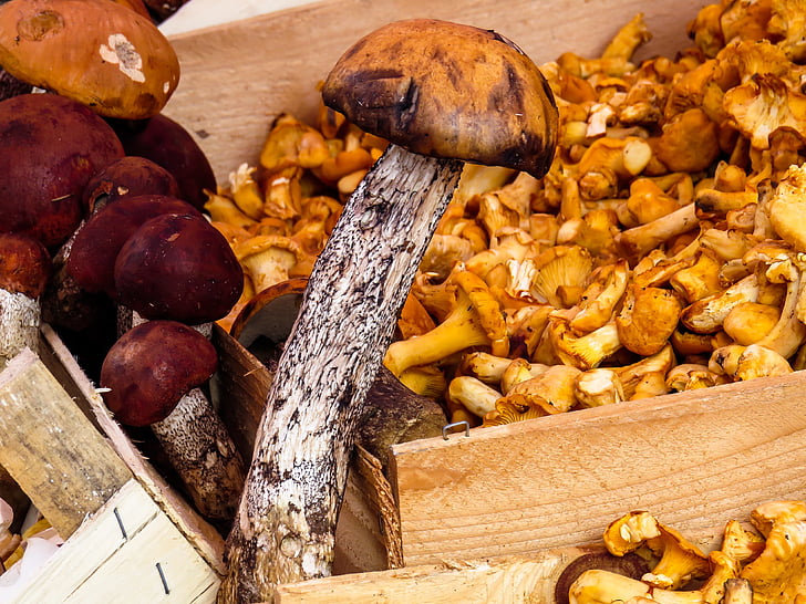 mushrooms, food mushrooms, mushroom, eat, forest, cep, collect