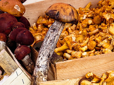 гриби, гриби продукти харчування, Гриб, їсти, ліс, CEP, збирати