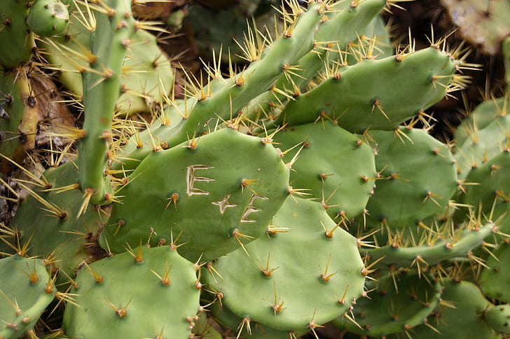 kaktus, ljubavnu zakletvu, ljubav, memorija, par, zelena, zajedno