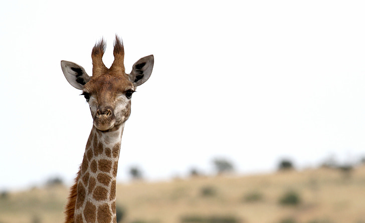 Giraffe, Afrika, Safari