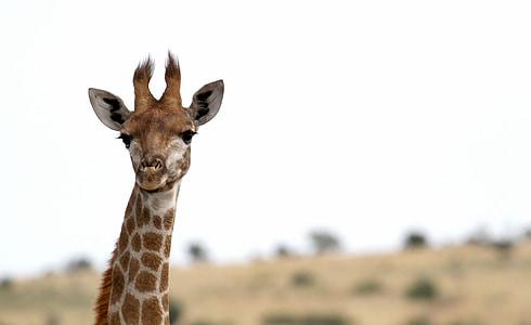 giraf, Afrika, Safari