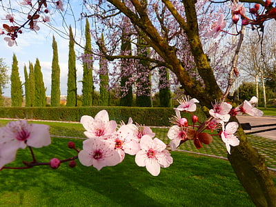 almond blossom, Blossom, mekar, pohon, merah muda