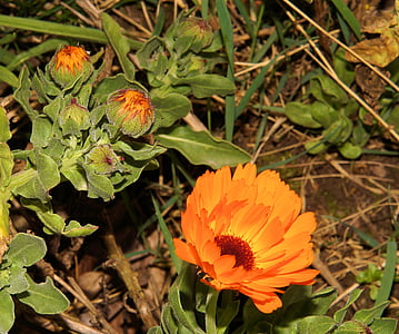 Gerbera, bloem, bloemen, plant, sluiten, Flora graphics oranje, kleurrijke