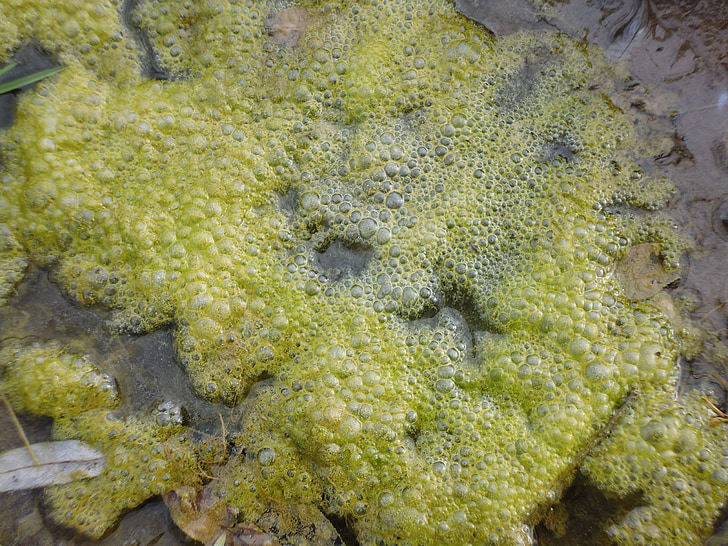 algues, mucositat, pantà, cop, blubberrn, verd, molsa