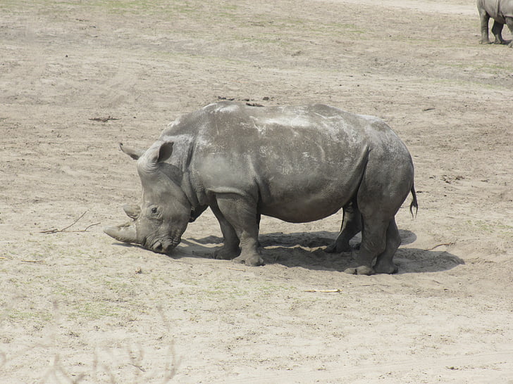 Rhino, biele nosorožca, zviera