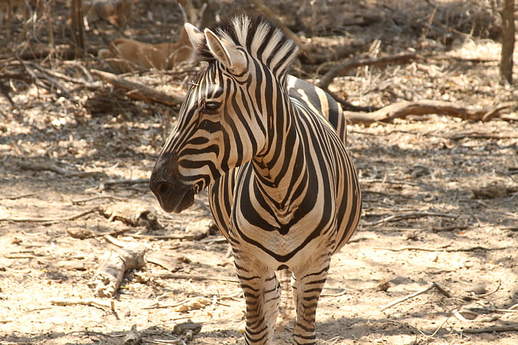 Zebra, strepen, Safari, dierentuin, dier, dieren in het wild, Wild
