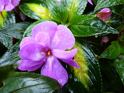 花, 紫色, 植物, 花园, 雨, 露水