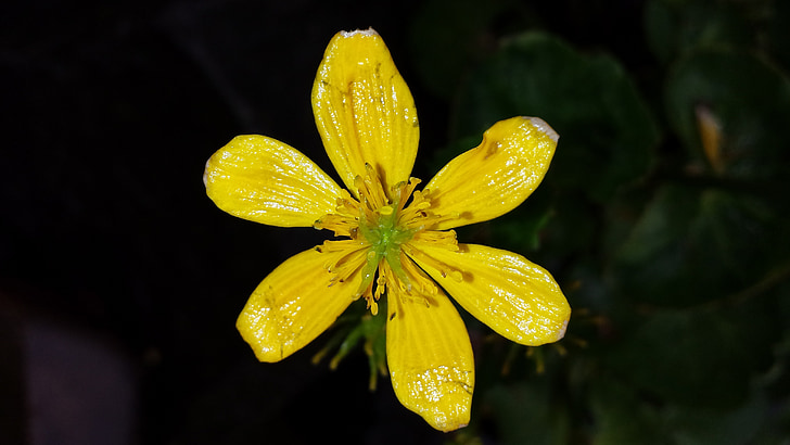 marigold de pântano, flor, amarelo, planta de água