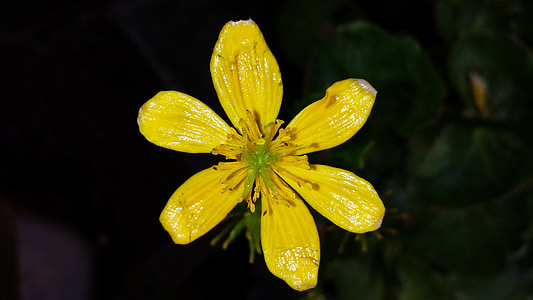 Marsh kliņģerīte, puķe, dzeltena, ūdens augu