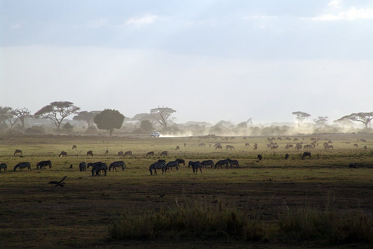 Safari, Kenya, Afrika, national park, natur, dyr, pattedyr
