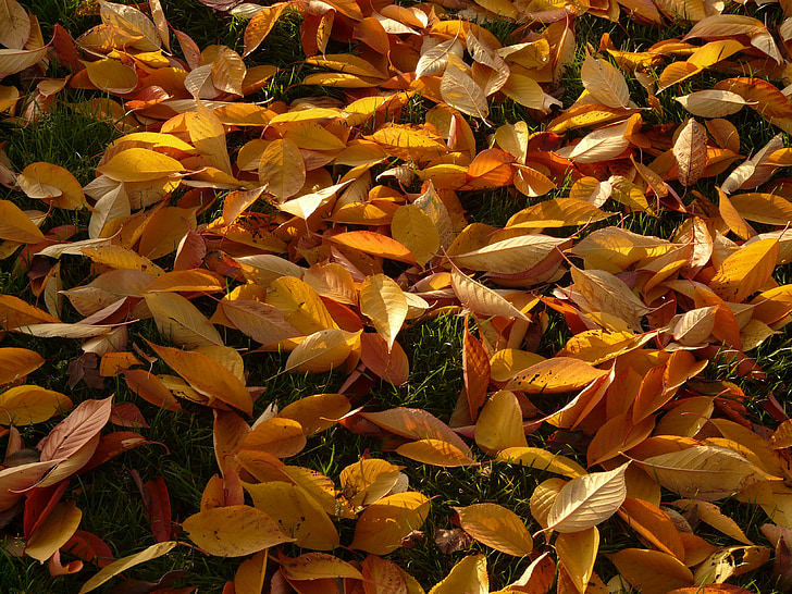 cherry sheets, leaves, autumn, meadow, park, cherry, covered