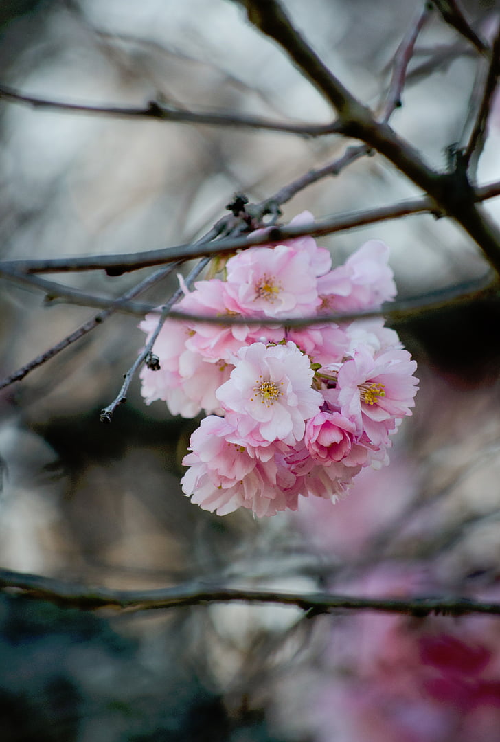 nature, plants, branches, pink, flower, petals, bloom