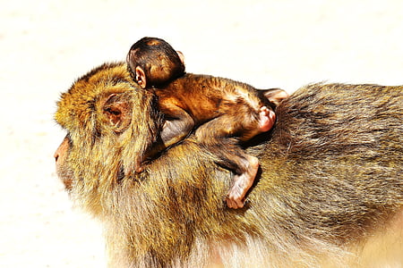 Barbary ape, Baby abe, truede arter, Monkey mountain salem, dyr, vilde dyr, Zoo