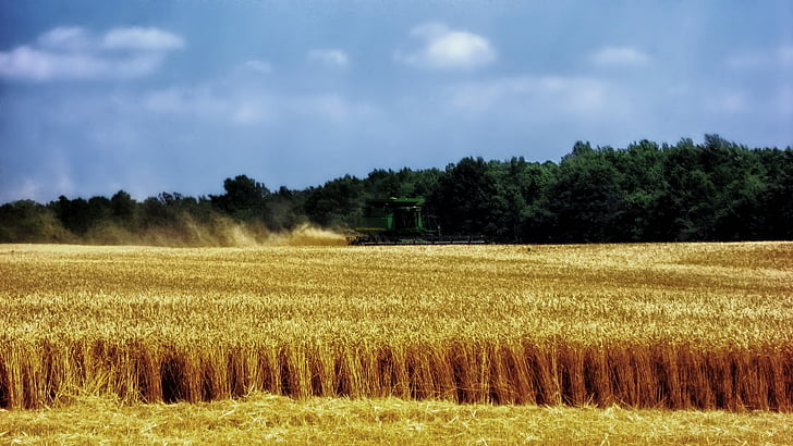 Огайо, Пшениця, жнива, збирання врожаю, ферми, сільських, сільськогосподарські угіддя